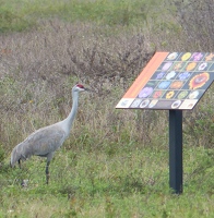 Sandhill Crane